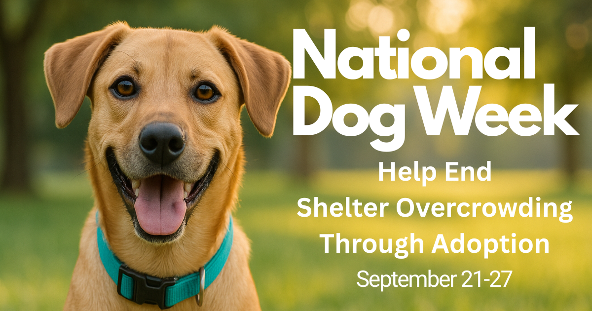 National Dog Week Is Here. Let’s Give Every Dog a Chance at Home