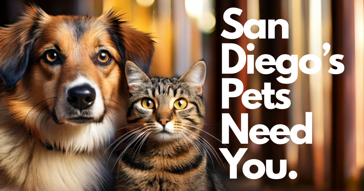 San Diego Humane Society Faces Critical Overcrowding as Families Struggle With Rising Costs
